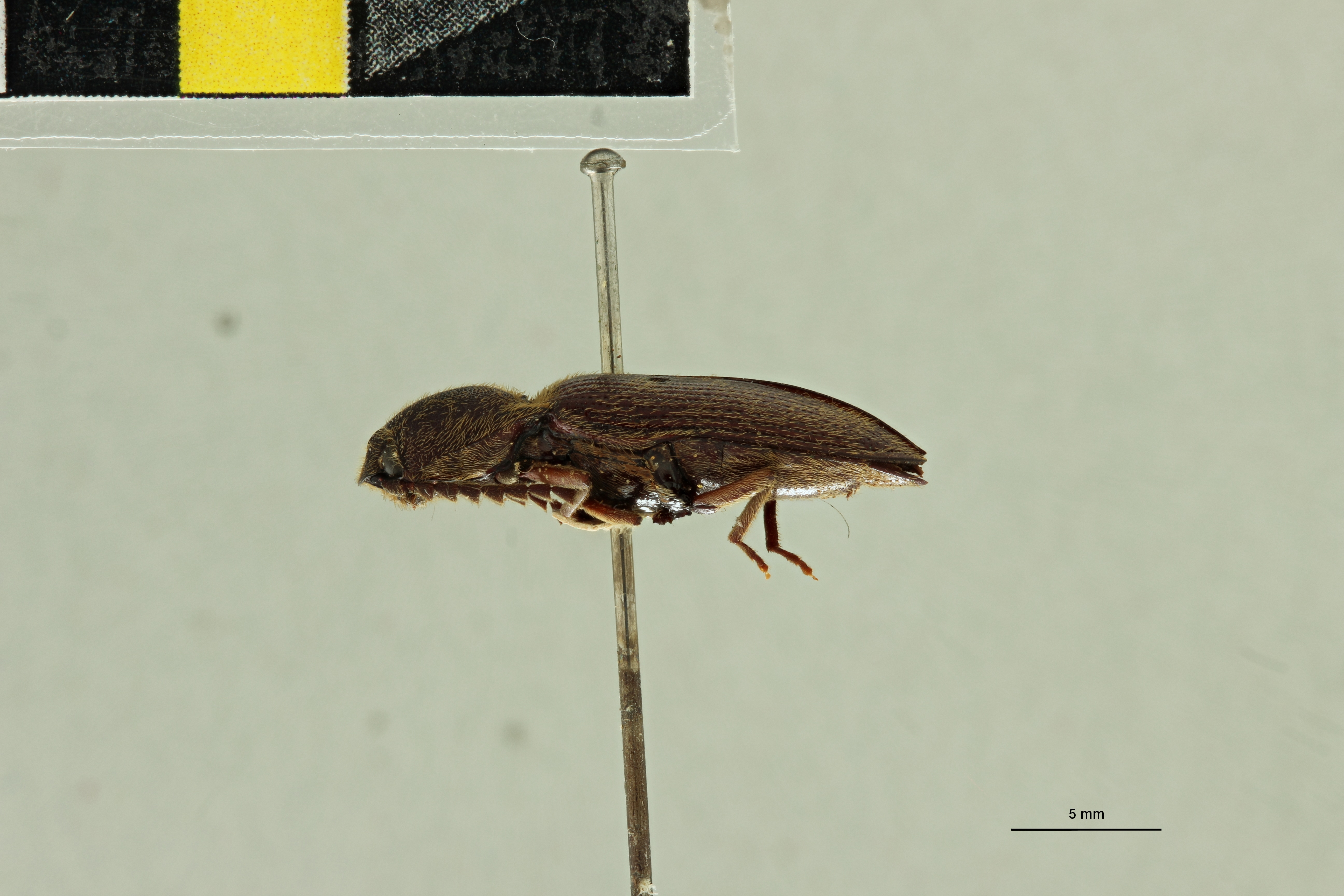 Elius dilatatus Pt L.jpg