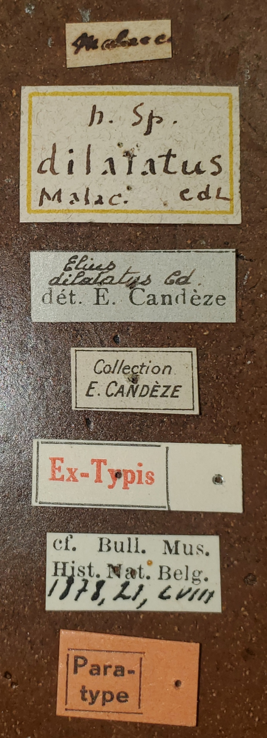 Elius dilatatus Pt Labels.jpg