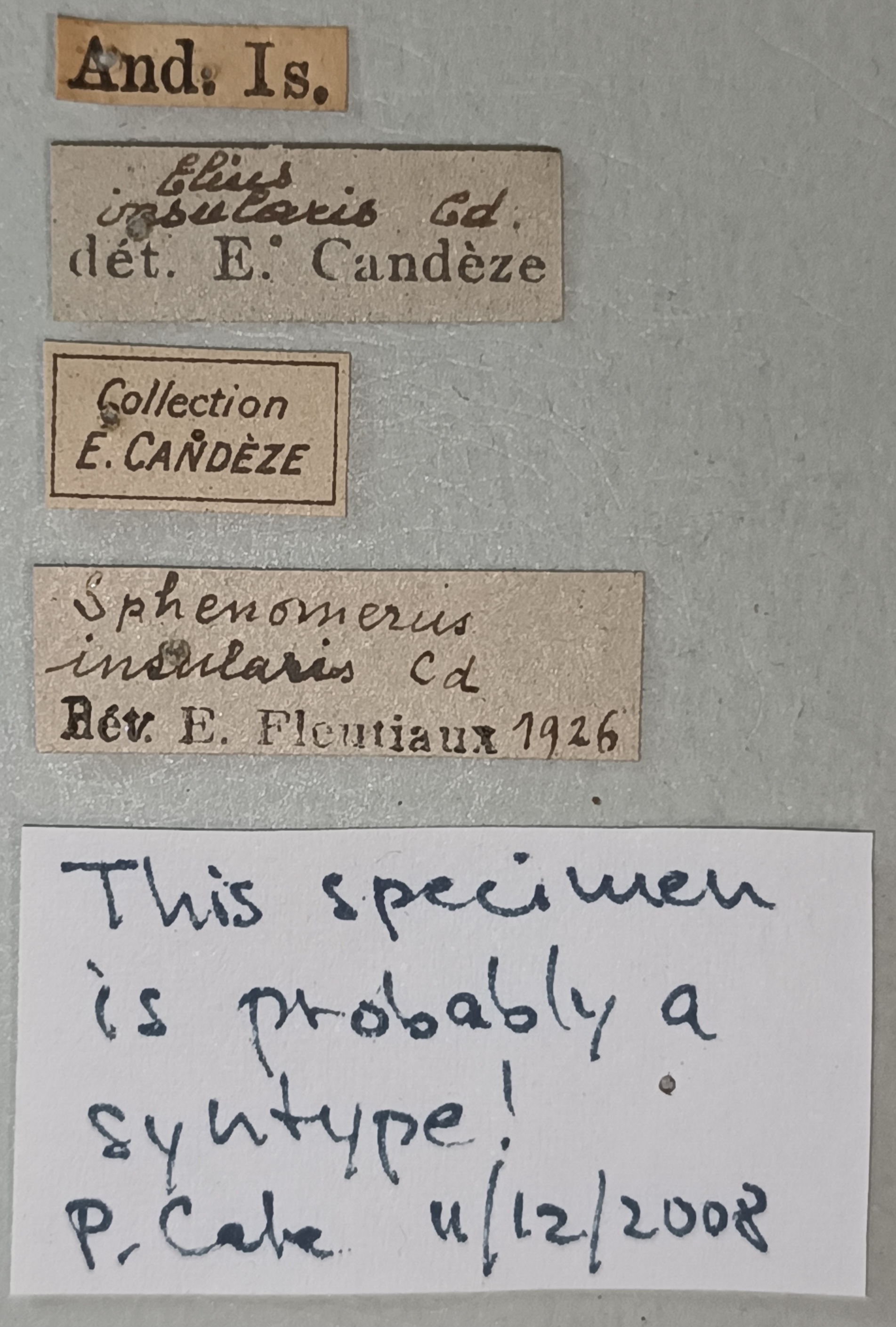 Elius insularis St Labels.jpg