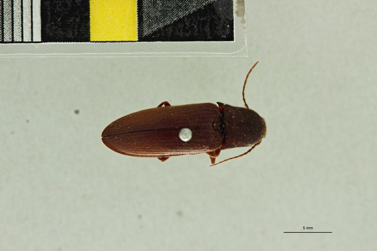 Elius sericeus T D.jpg Elius sericeus T D.jpg