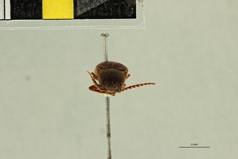Elius sericeus T F.jpg Elius sericeus T F.jpg