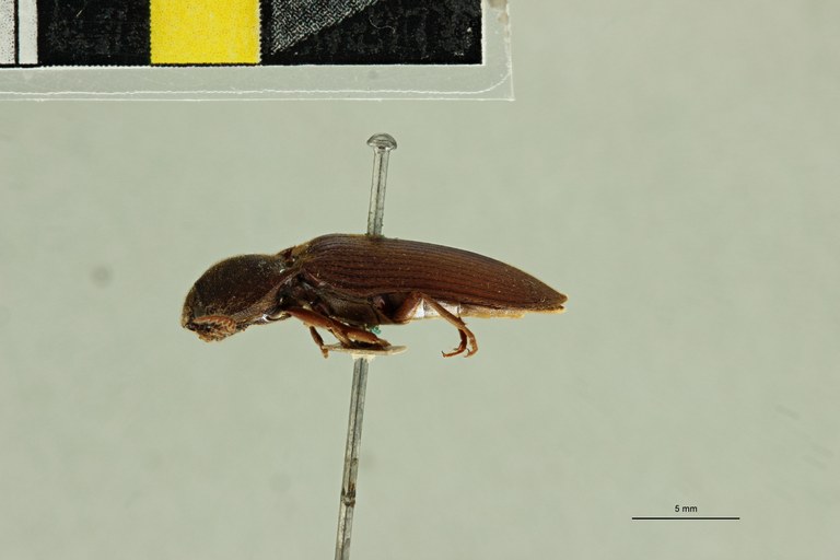 Elius sericeus T L.jpg Elius sericeus T L.jpg