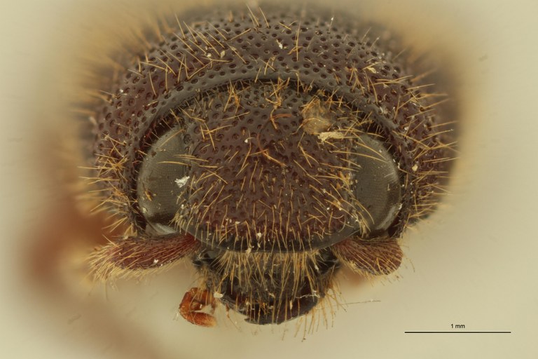 Elius stuppeus St F.jpg