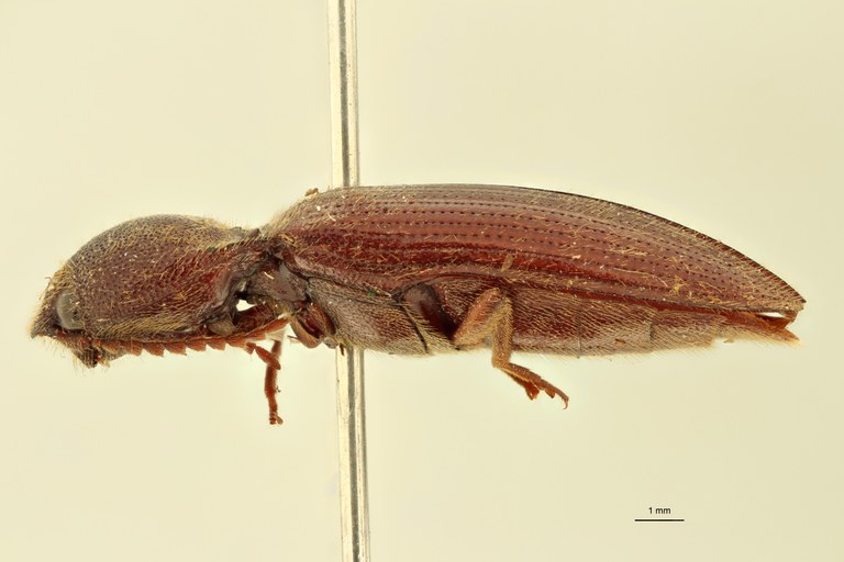 Elius stuppeus St L.jpg