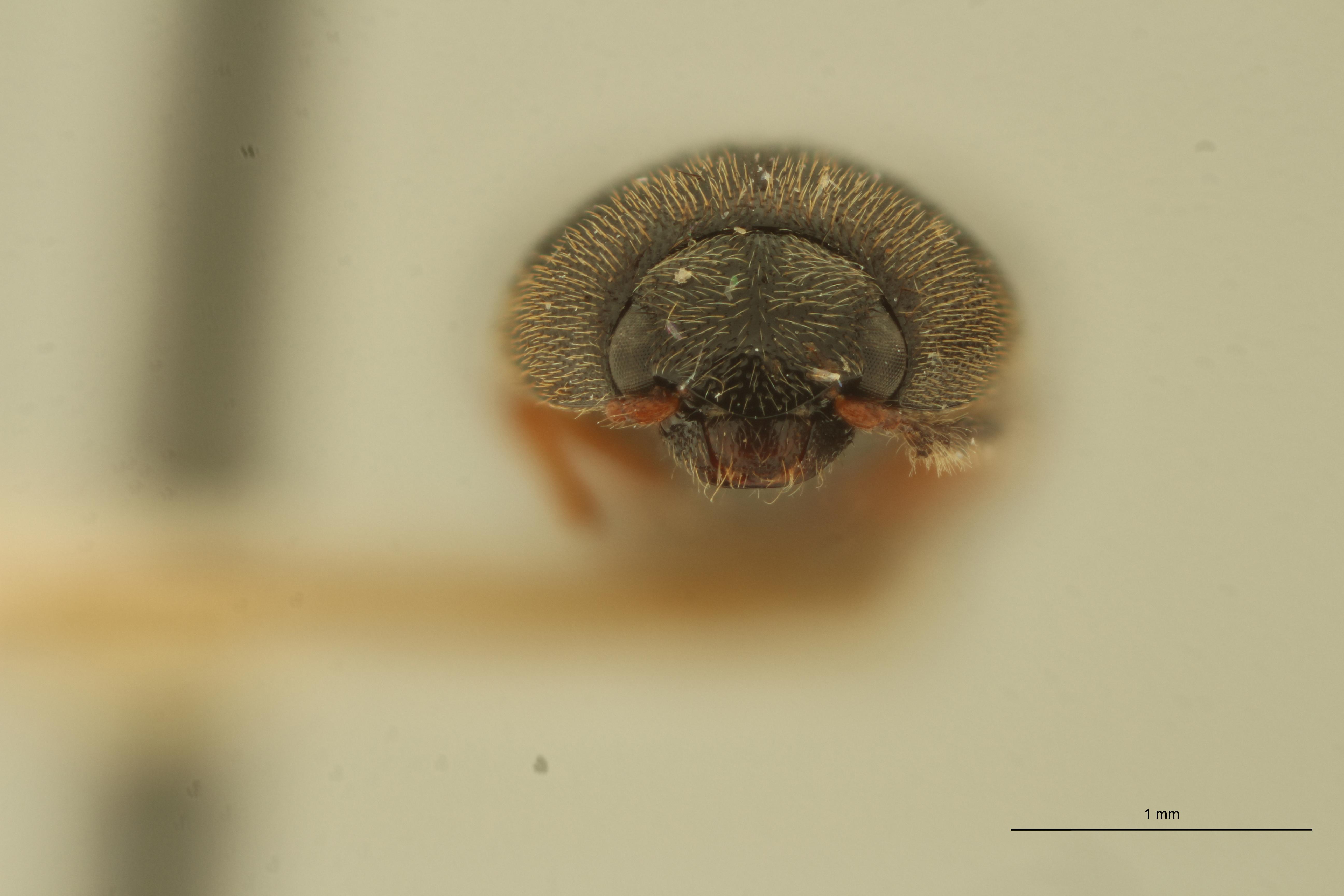 Gamepenthes coolsi M Ht F.jpg