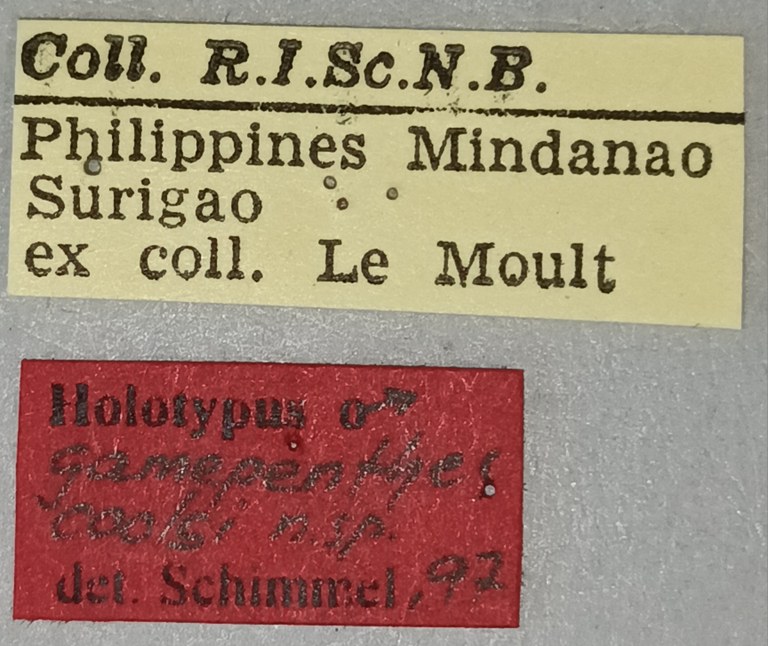 Gamepenthes coolsi M Ht Labels.jpg Gamepenthes coolsi M Ht Labels.jpg