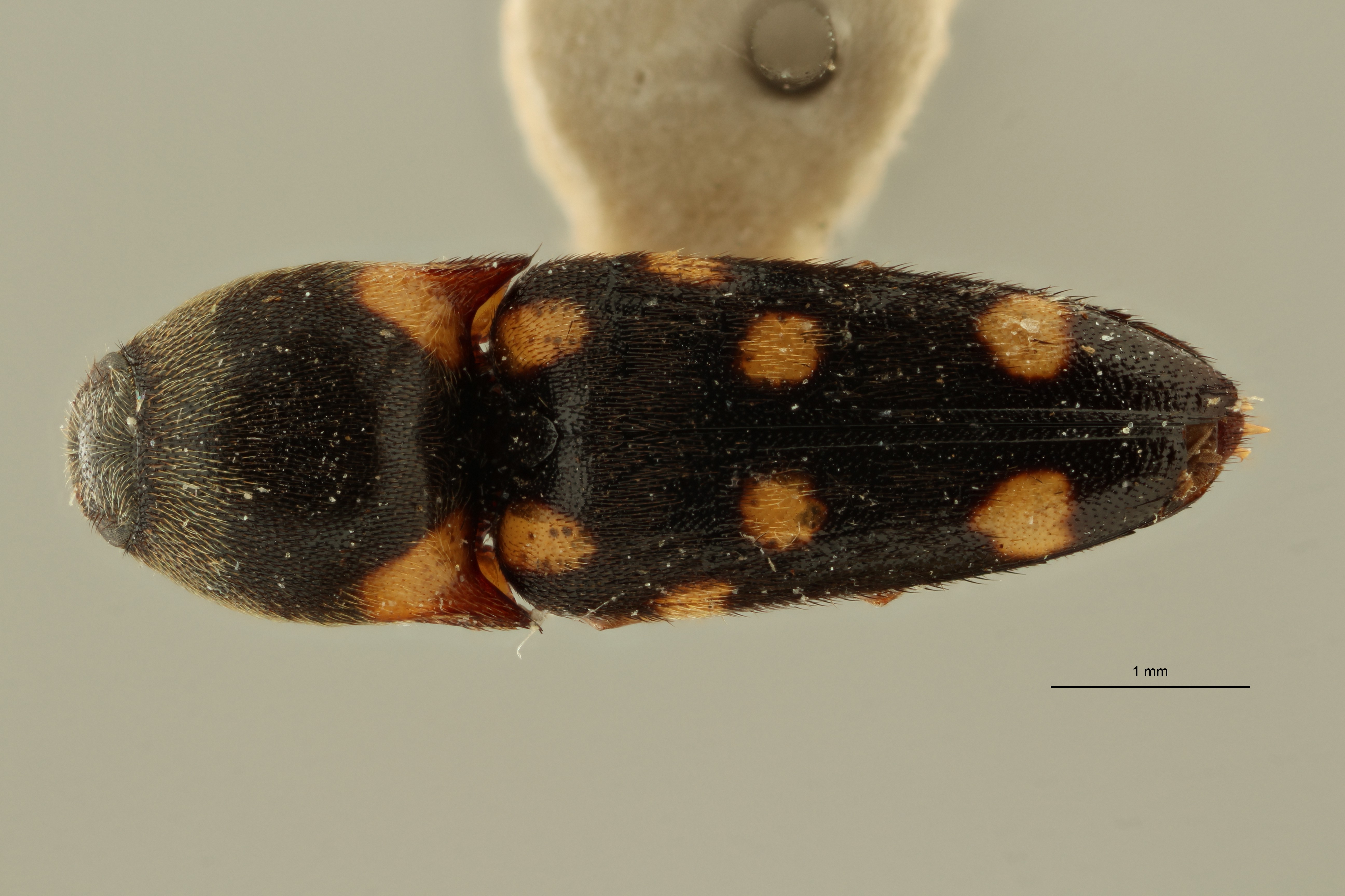 Gamepenthes coolsi ht M D ZS PMax Scaled.jpeg
