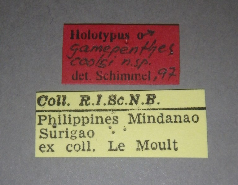 Gamepenthes coolsi ht M Lb.jpg Gamepenthes coolsi ht M Lb.jpg