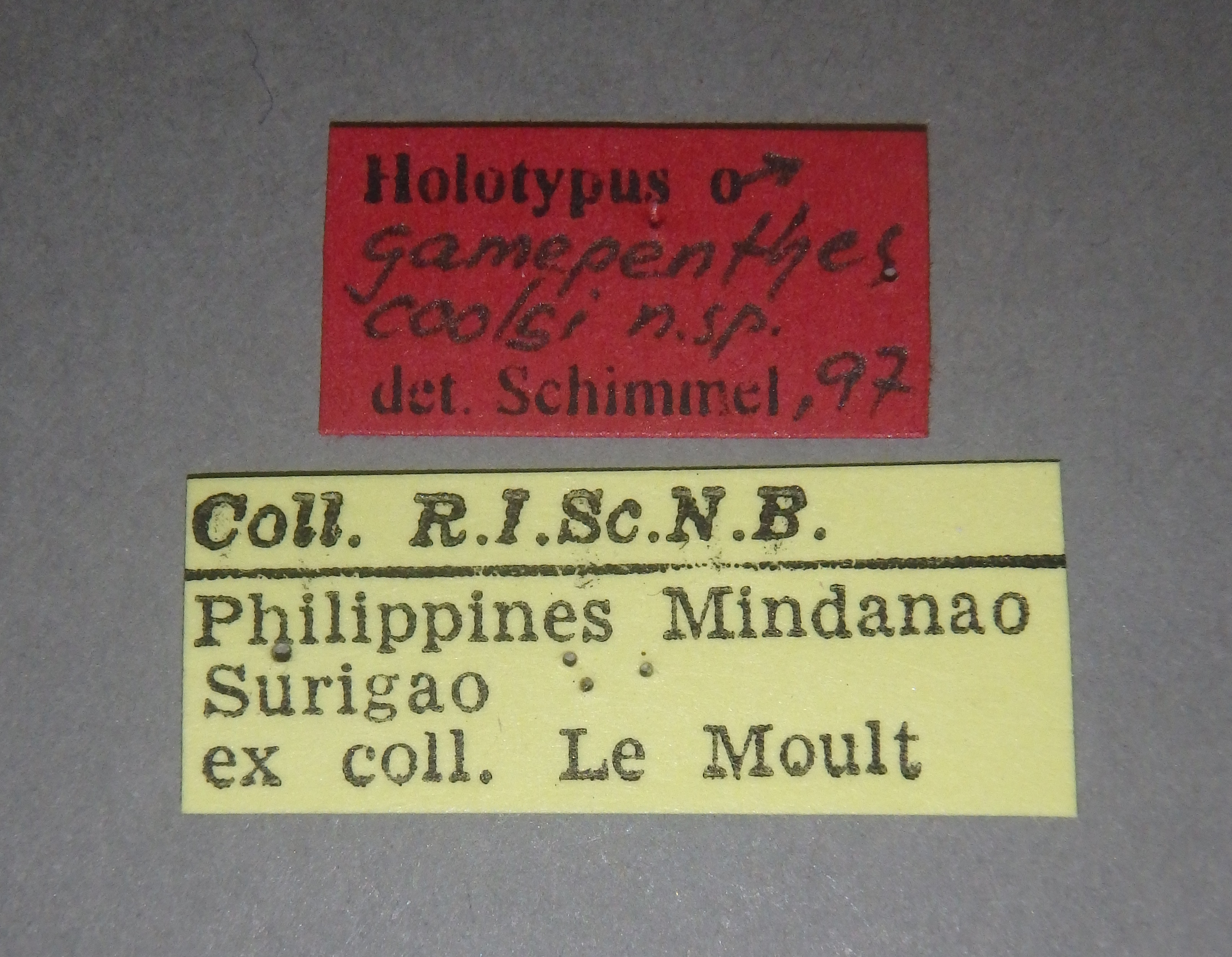 Gamepenthes coolsi ht M Lb.jpg