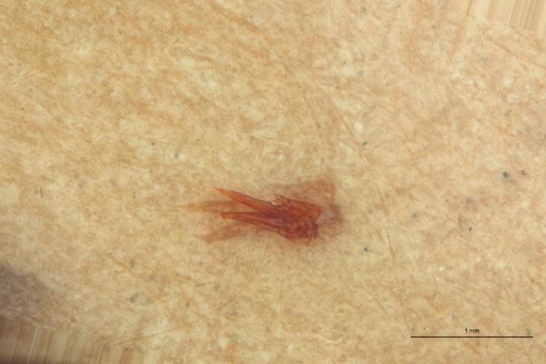 Gamepenthes nigritulus M St Aedeagus.jpg Gamepenthes nigritulus M St Aedeagus.jpg