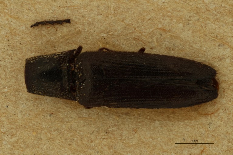 Gamepenthes nigritulus M St D.jpg Gamepenthes nigritulus M St D.jpg