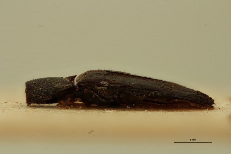 Gamepenthes nigritulus M St L.jpg Gamepenthes nigritulus M St L.jpg