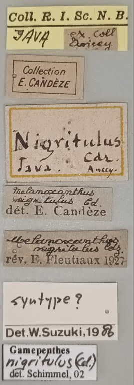 Gamepenthes nigritulus M St Labels.jpg Gamepenthes nigritulus M St Labels.jpg