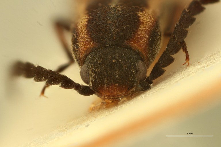 Ganoxanthus vanstallei ht F F ZS PMax Scaled.jpeg Ganoxanthus vanstallei ht F F ZS PMax Scaled.jpeg