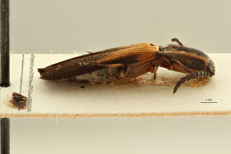 Ganoxanthus vanstallei ht F L ZS PMax Scaled.jpeg Ganoxanthus vanstallei ht F L ZS PMax Scaled.jpeg