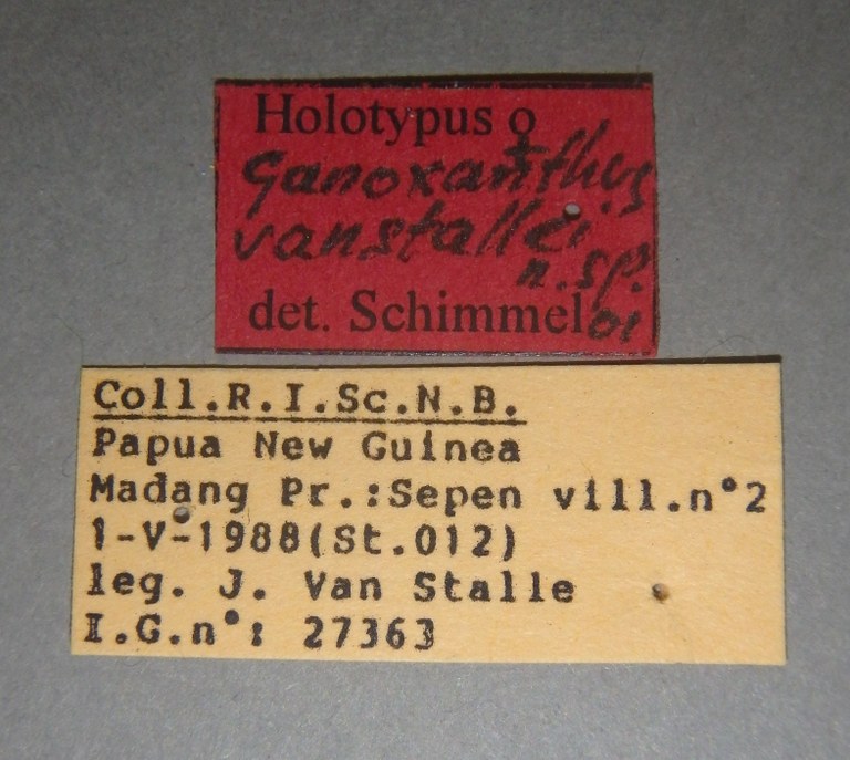 Ganoxanthus vanstallei ht F Lb.jpg Ganoxanthus vanstallei ht F Lb.jpg