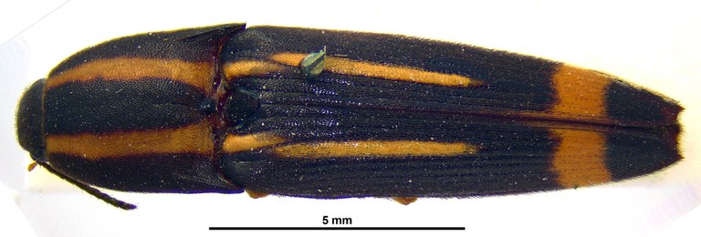 Ganoxanthus virgatus st D