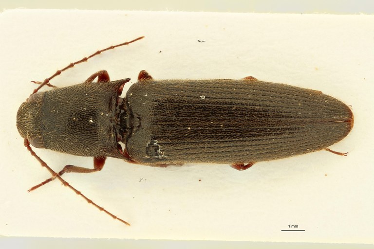 Girardelater riesei Pt D.jpg