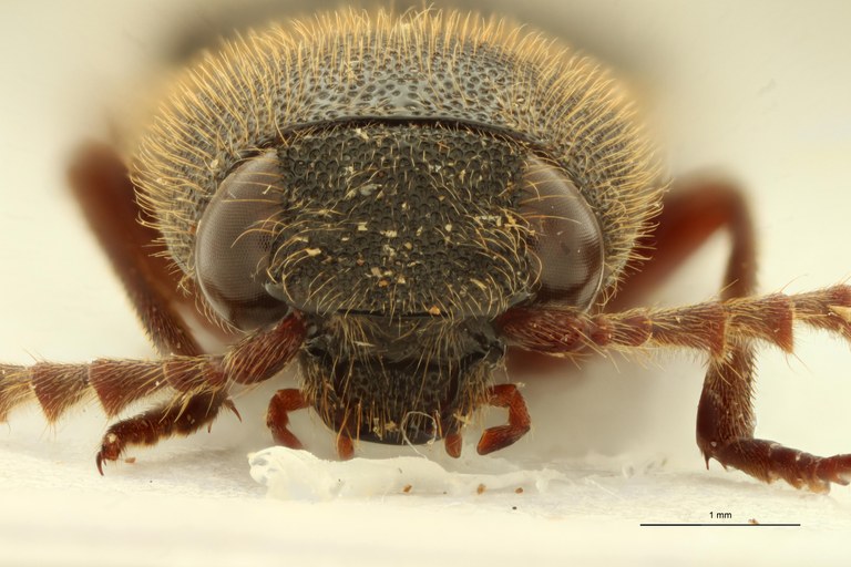 Girardelater riesei Pt F.jpg