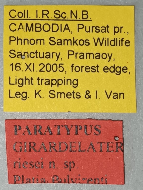 Girardelater riesei Pt Labels.jpg