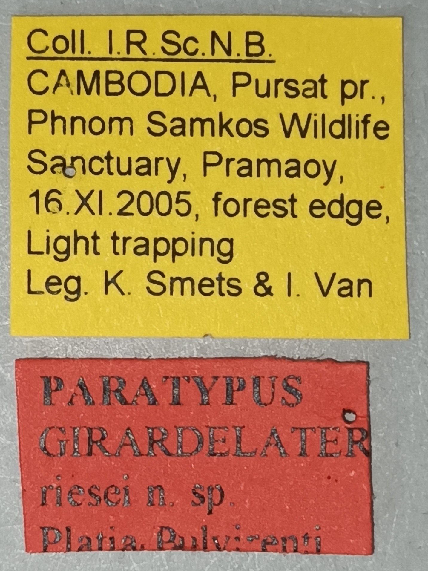 Girardelater riesei Pt Labels.jpg