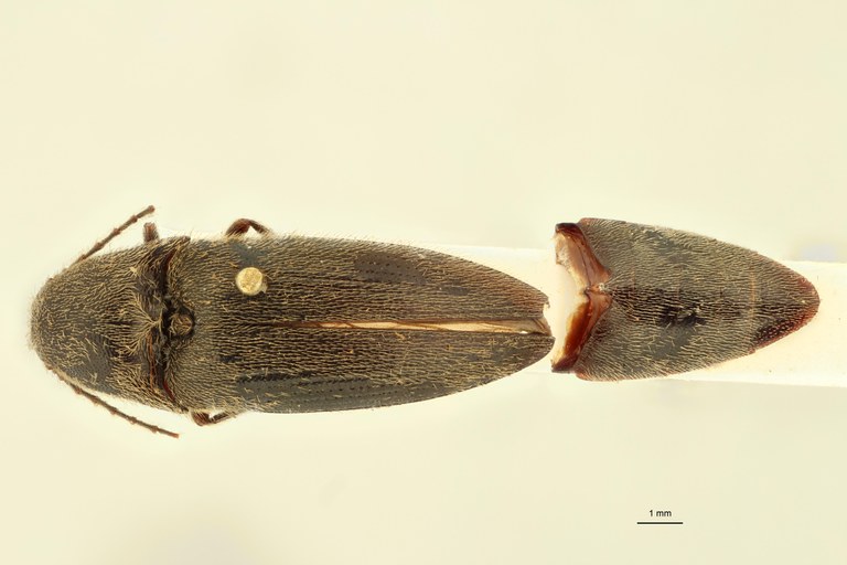 Ludius brevis T D.jpg Ludius brevis T D.jpg