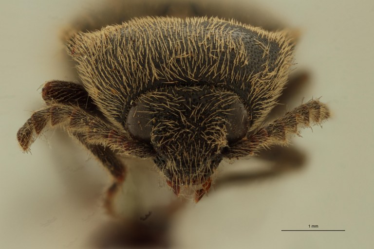 Ludius brevis T F.jpg Ludius brevis T F.jpg