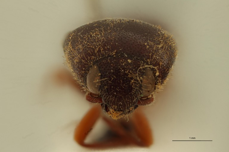 Ludius erubescens T F.jpg Ludius erubescens T F.jpg