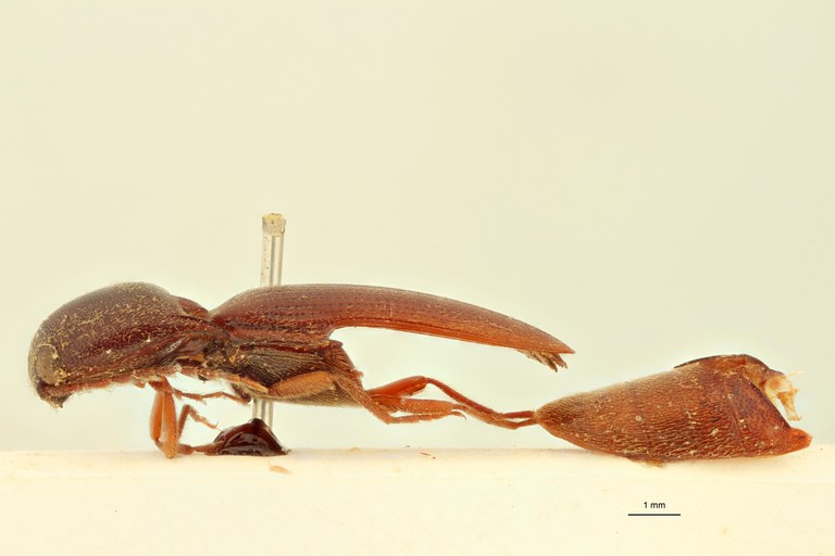 Ludius erubescens T L.jpg Ludius erubescens T L.jpg