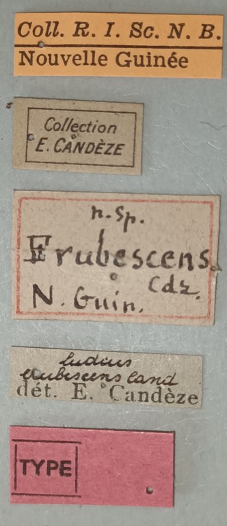 Ludius erubescens T Labels.jpg Ludius erubescens T Labels.jpg
