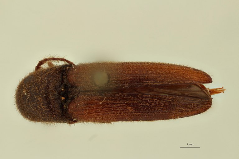 Ludius hirsutus M Lt D.jpg Ludius hirsutus M Lt D.jpg