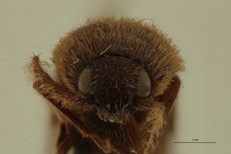 Ludius hirsutus M Lt F.jpg Ludius hirsutus M Lt F.jpg