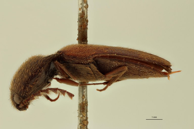 Ludius hirsutus M Lt L.jpg Ludius hirsutus M Lt L.jpg