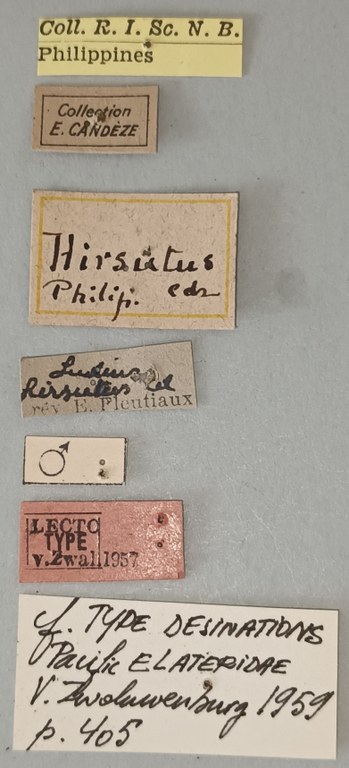 Ludius hirsutus M Lt Labels.jpg Ludius hirsutus M Lt Labels.jpg