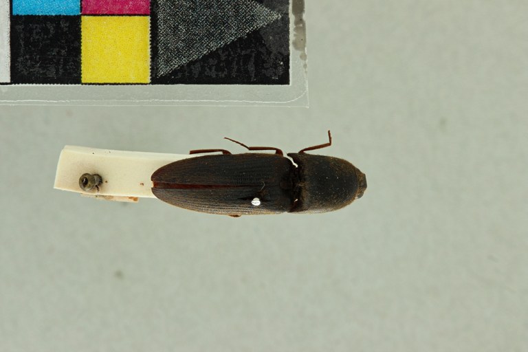 Ludius hydropicus F Lt D.jpg