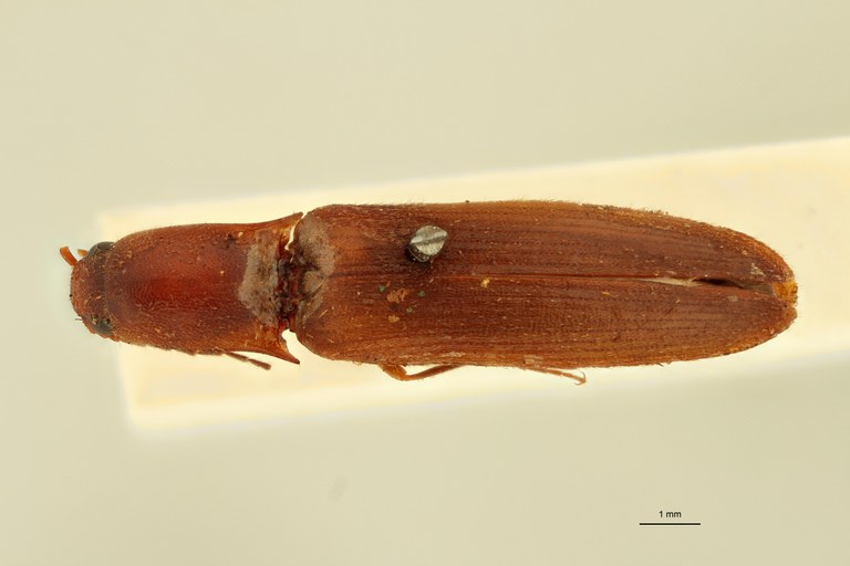 Megapenthes altitudinum F Lt D.jpg Megapenthes altitudinum F Lt D.jpg