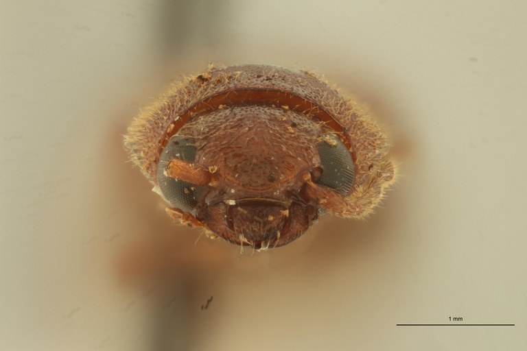 Megapenthes altitudinum F Lt F.jpg Megapenthes altitudinum F Lt F.jpg