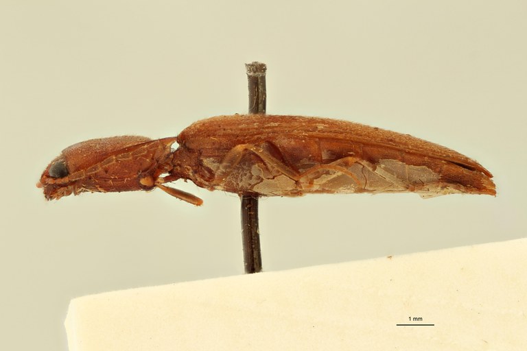 Megapenthes altitudinum F Lt L.jpg Megapenthes altitudinum F Lt L.jpg