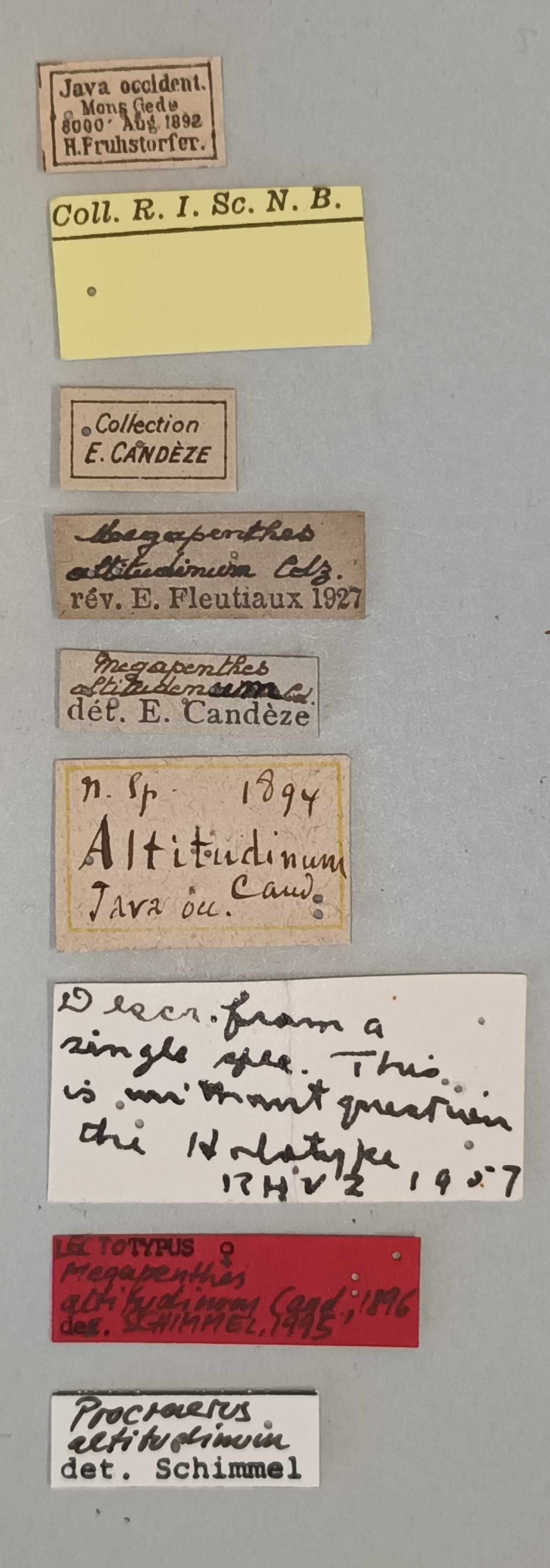 Megapenthes altitudinum F Lt Labels.jpg