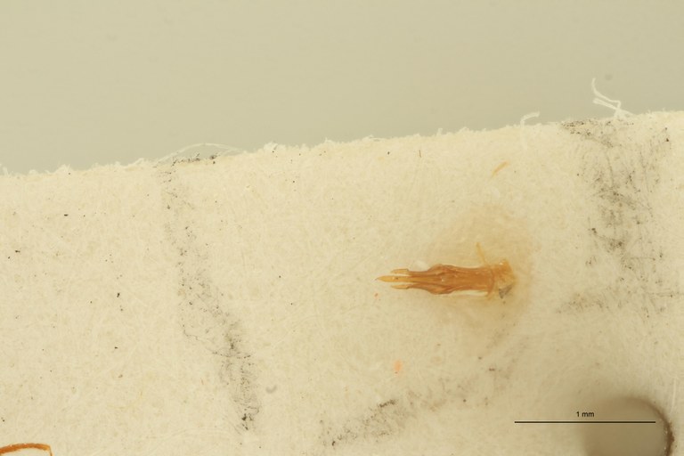 Megapenthes apicipennis M Plt Aedeagus.jpg Megapenthes apicipennis M Plt Aedeagus.jpg