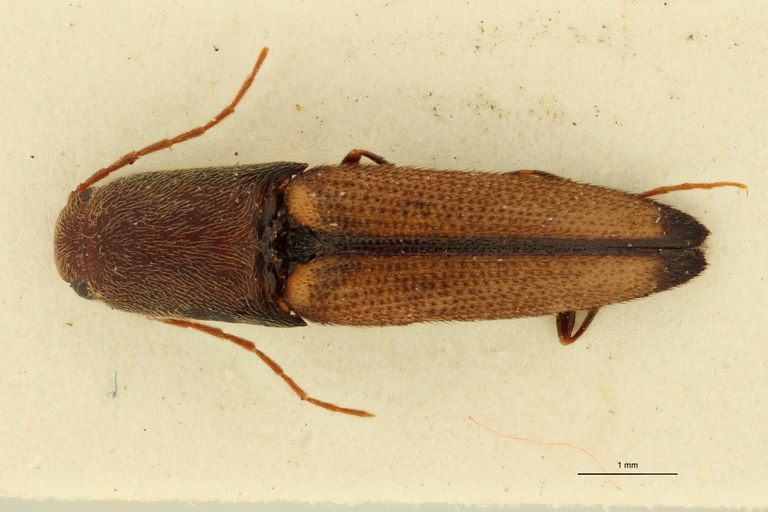 Megapenthes apicipennis M Plt D.jpg Megapenthes apicipennis M Plt D.jpg