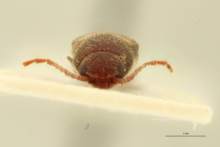 Megapenthes apicipennis M Plt F.jpg Megapenthes apicipennis M Plt F.jpg