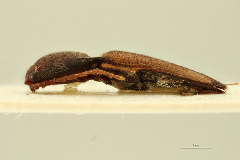 Megapenthes apicipennis M Plt L.jpg Megapenthes apicipennis M Plt L.jpg
