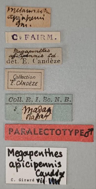 Megapenthes apicipennis M Plt Labels.jpg Megapenthes apicipennis M Plt Labels.jpg