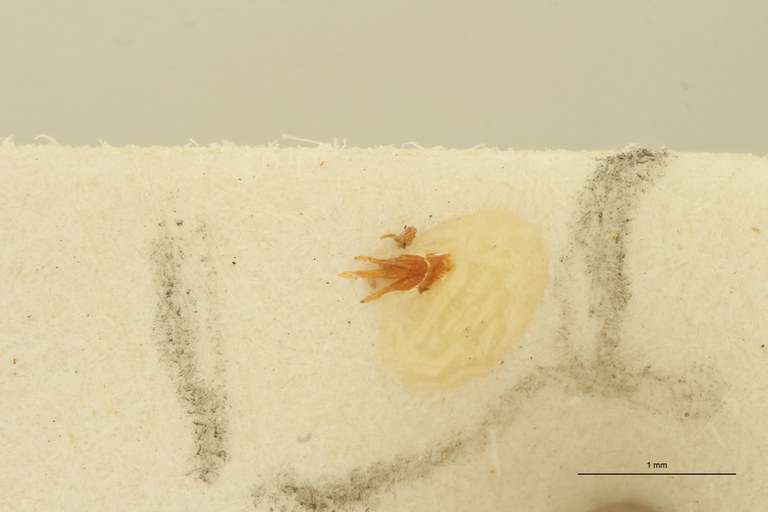 Megapenthes apicipennis M Lt Aedeagus.jpg Megapenthes apicipennis M Lt Aedeagus.jpg