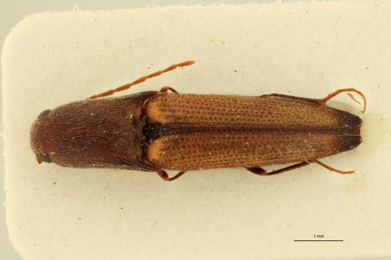 Megapenthes apicipennis M Lt D.jpg Megapenthes apicipennis M Lt D.jpg