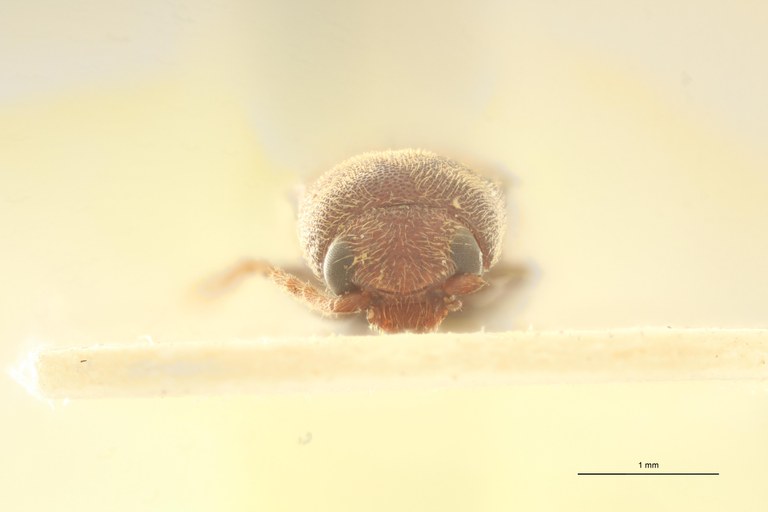 Megapenthes apicipennis M Lt F.jpg Megapenthes apicipennis M Lt F.jpg