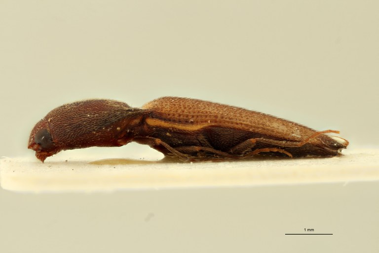 Megapenthes apicipennis M Lt L.jpg Megapenthes apicipennis M Lt L.jpg