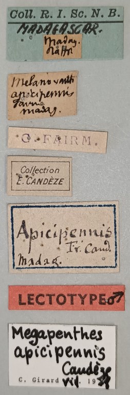 Megapenthes apicipennis M Lt Labels.jpg Megapenthes apicipennis M Lt Labels.jpg