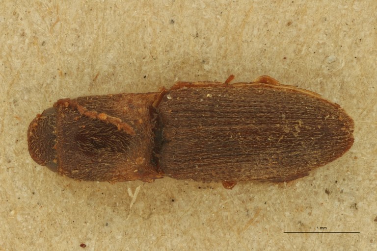 Megapenthes aspernendus T D.jpg Megapenthes aspernendus T D.jpg